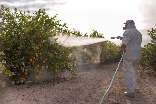 Best Exterminator Services  in Anton, TX