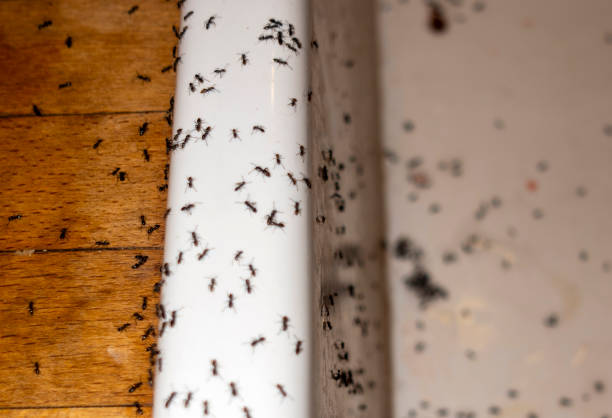 Best Pest Inspection Near Me  in Anton, TX
