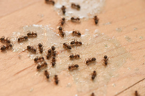 Best Pest Prevention Services  in Anton, TX